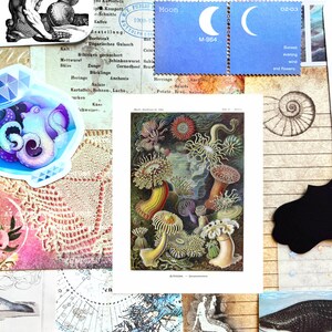 May include: A collage of vintage ephemera including illustrations of marine life, maps, and botanical prints. A blue postage stamp with crescent moons and the text "Moon" and "Sunset evening wind and flowers" is also included.