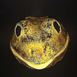 May include: A yellow and green frog mask with black eye holes. The mask is made of paper mache and has a textured surface.