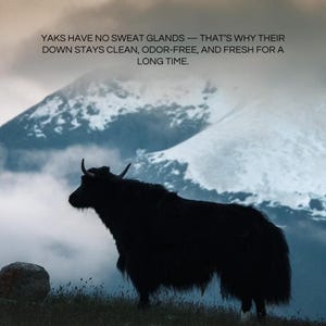 May include: Silhouette of a black yak standing on a grassy hillside with a snow-covered mountain in the background. The image includes text that reads: "Yaks have no sweat glands - that's why their down stays clean, odor-free, and fresh for a long time."