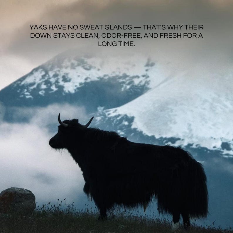 May include: Silhouette of a black yak standing on a grassy hillside with a snow-covered mountain in the background. The image includes text that reads: "Yaks have no sweat glands - that's why their down stays clean, odor-free, and fresh for a long time."