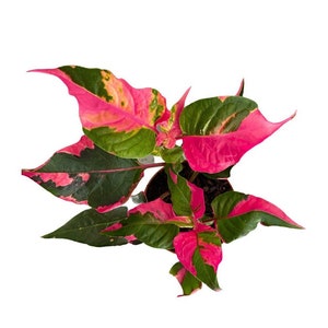 Alternanthera Party Time Starter Plant image 3