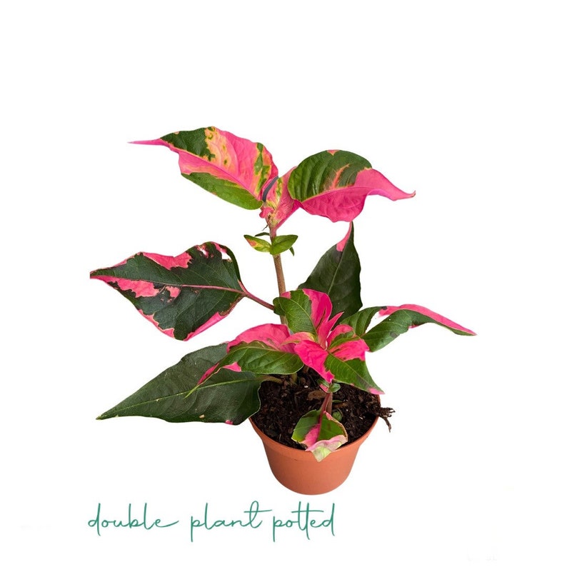 Alternanthera Party Time Starter Plant Double Plant Potted