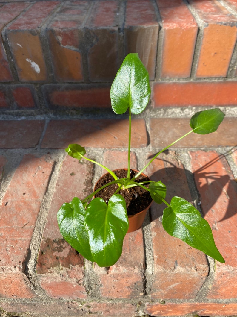 philodendron deja vu philodendron deja vu