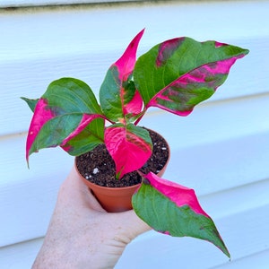 Alternanthera Party Time Starter Plant image 1