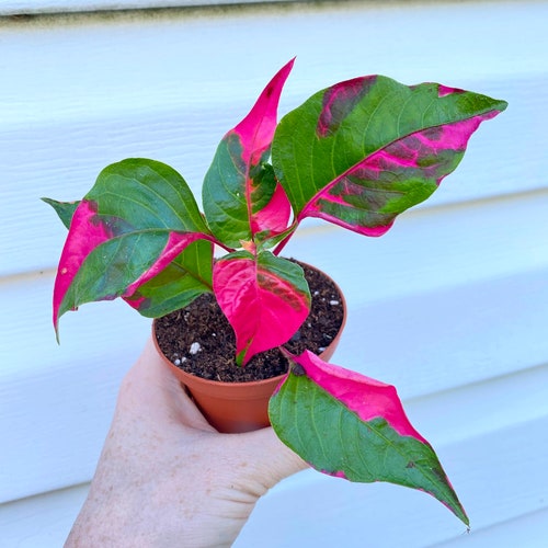 Alternanthera ‘Party Time’ Starter Plant