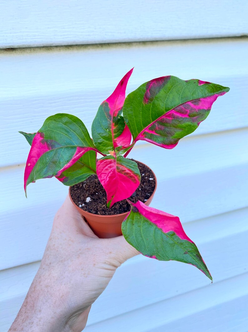 Alternanthera \u2018Party Time\u2019 Starter Plant