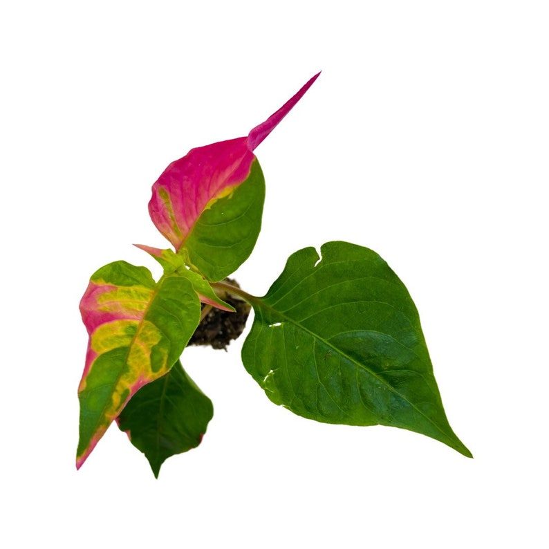 Alternanthera Party Time Starter Plant image 6