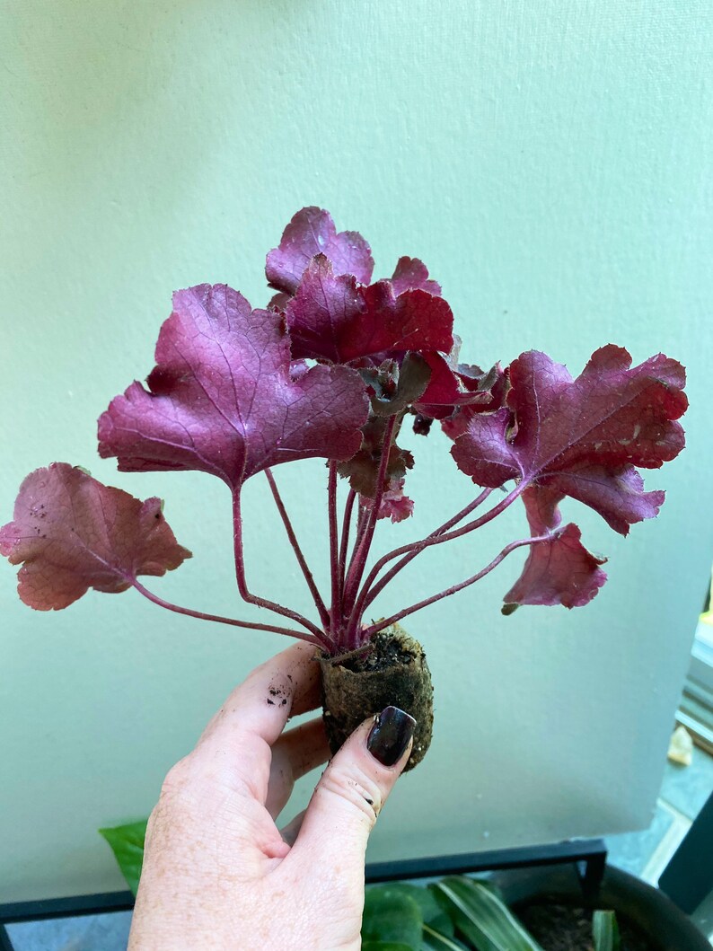 Heuchera Lucid Dreams Awakening Starter Plant Etsy