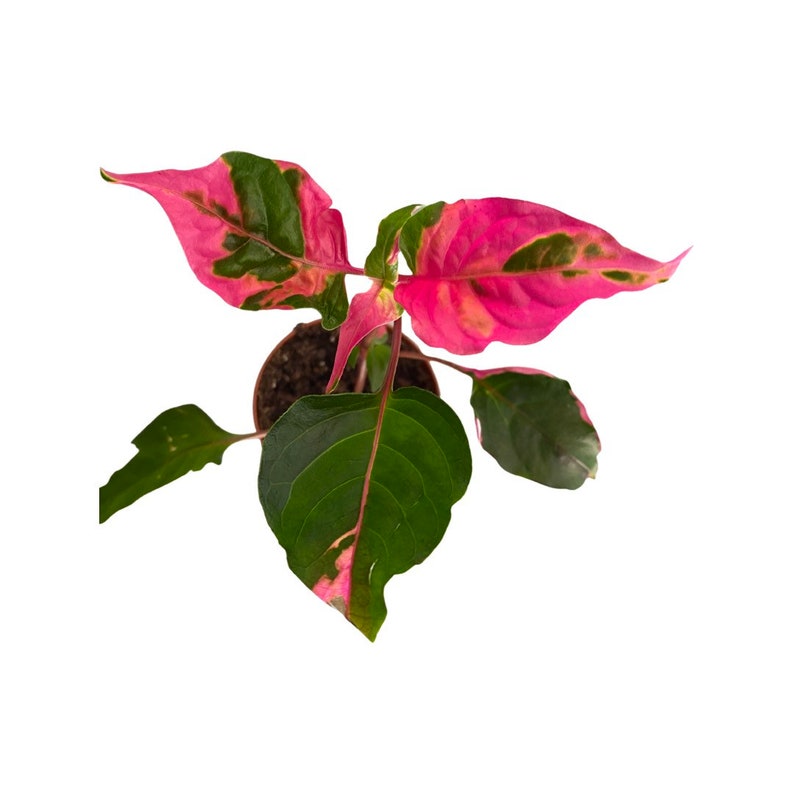 Alternanthera Party Time Starter Plant image 4