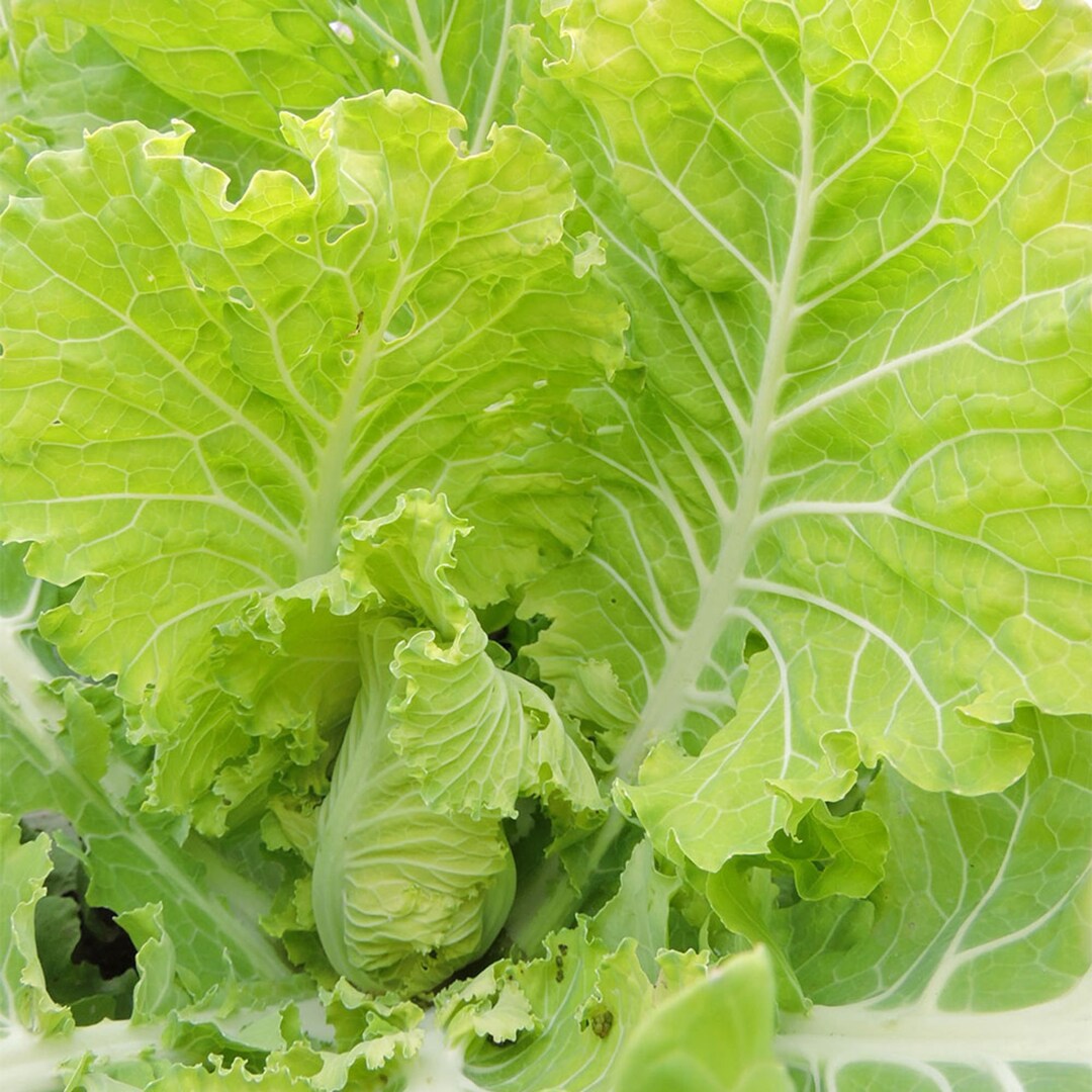 Heirloom Jernigan Collard Green Seeds Specialty Fresh USA 130 Seeds