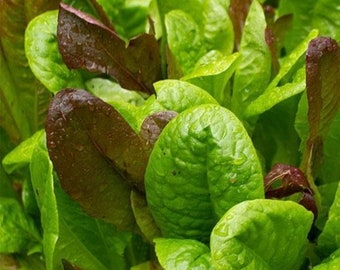 Heirloom Gourmet Lettuce mix - Grown in USA - One gram Healthy ! Tasty ! Specialty ! Fancy !