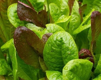 Heirloom Gourmet Lettuce mix - Fast free ship - Grown in USA - half gram Healthy ! Tasty !