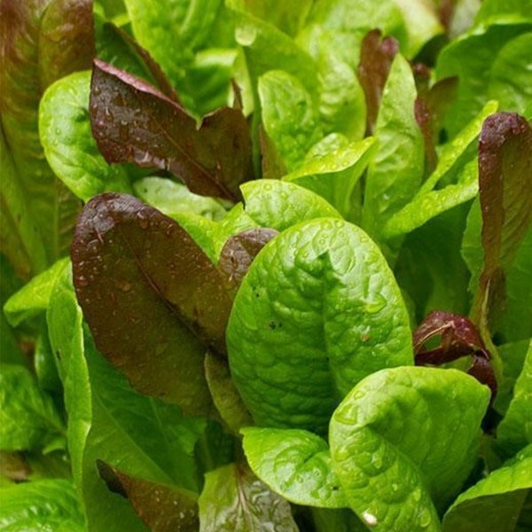 Heirloom Gourmet Lettuce mix - Fast free ship - Grown in USA - half gram Healthy ! Tasty !