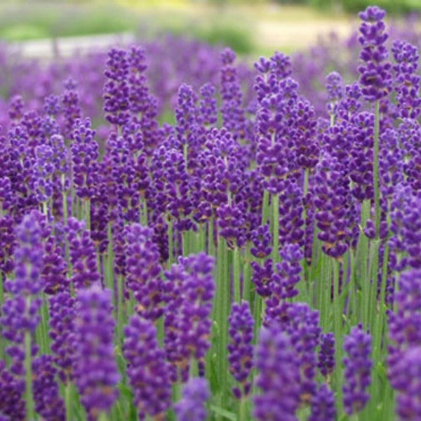 Lavender Herb/Flower seeds - Beautiful ! USA ! Purple ! 200 seeds !