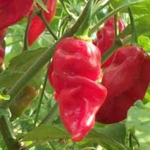 Free US ship Spicy/hot  Buy 4 get 1 Free !! 10 Thai Dragon pepper seeds