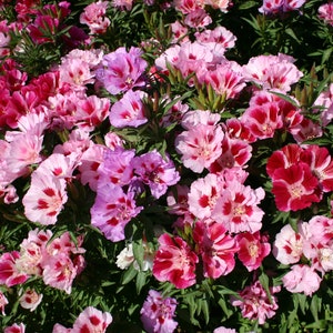 Godetia - Double Azalea mix - Premium flower seed - Beautiful ! Grown in USA