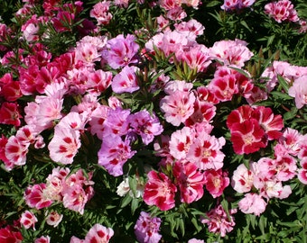 Godetia - Double Azalea mix - Premium flower seed - Beautiful ! Grown in USA