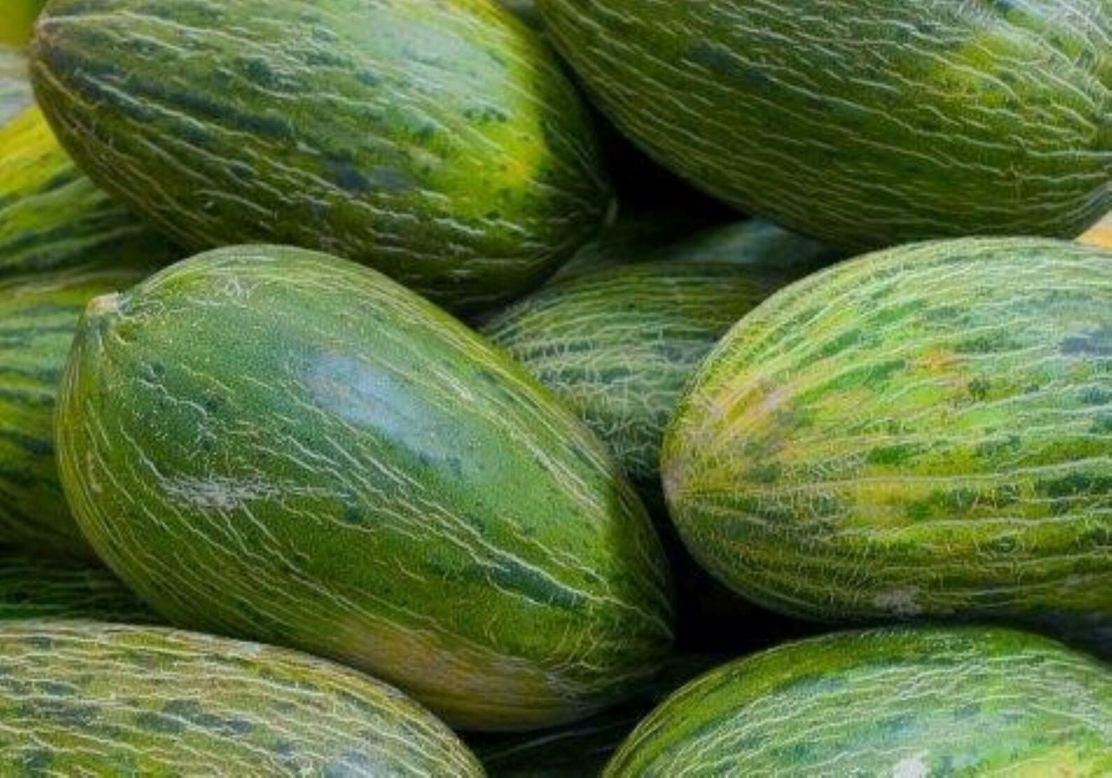 10 Spanish Valencia Late Melon Seeds Fast Free Ship Sweet Etsy