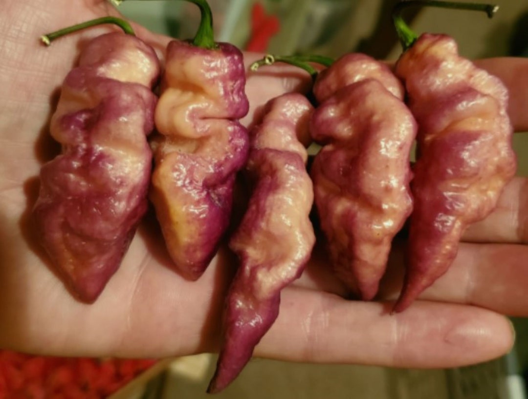 10 Premium Thor's Thunderbolt Pepper Seeds Hot 300k500k Scoville Grown