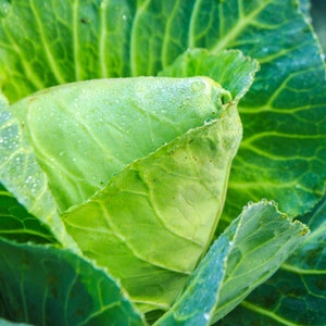 Charleston Wakefield cabbage Seeds - approx. 100 - Crisp ! Tasty !! Fresh ! 2024 !