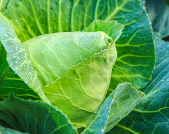 Charleston Wakefield cabbage Seeds - approx. 100 -Free Ship - Crisp ! Tasty !!