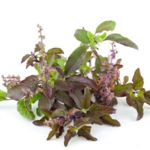 Heirloom Red Leaf Holy Basil seeds - Asian ! Specialty ! Herb ! Fresh ! Tasty !