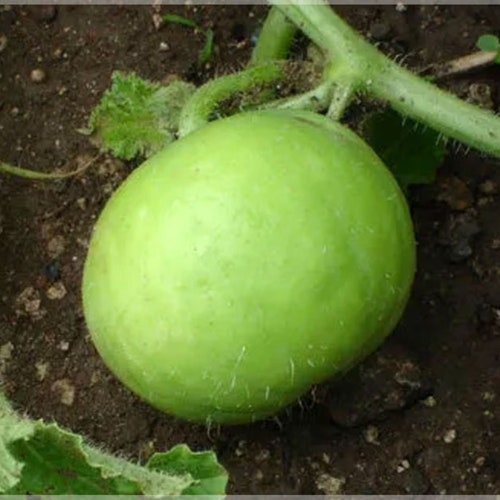 10 Heirloom Tinda Gourd seeds - Asian ! Unique ! Specialty ! Indian Squash ! Round Melon ! USA!