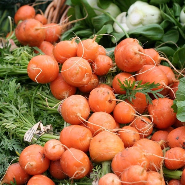 Heirloom Parisian carrot seeds - Free Ship - Grown/Harvested in USA - delicious, sweet mini carrot - One gram
