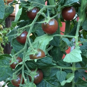 10 Organic Black Cherry Tomato seeds - Sweet and Juicy - Grown in USA ! Cherry ! Specialty ! 2024 !