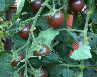 20 Organic Black Cherry Tomato seeds - Free ship - Sweet and Juicy - Grown in USA