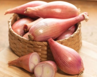 Heirloom Creme Brulee Shallot seeds - Sweet/Delicious - Grown/Harvested in USA !! Unique ! Specialty !