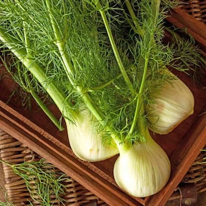 Semillas de hinojo de Florencia: ¡Un gramo con más de 900 semillas! ¡Sabrosas! ¡Saludables! ¡Gourmet! ¡Especiales! ¡Hierbas!