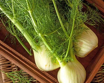 Florence Fennel seeds - Fast free Shipping - One gram 900+ seeds !! Tasty !! Healthy ! Gourmet !