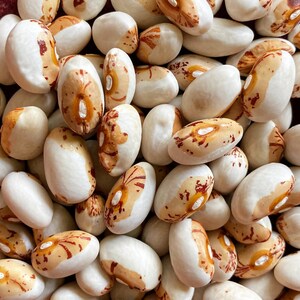 Peut inclure: Gros plan sur une collection de haricots blancs avec des marques brunes et rouges. Les haricots sont disposés de manière aléatoire, mettant en valeur leurs formes et leurs couleurs uniques.