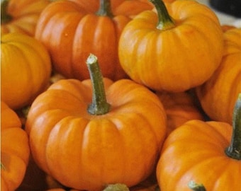 Puede incluir: Un grupo de pequeñas calabazas naranjas con tallos verdes. Las calabazas están dispuestas en una pila, con algunas superpuestas.