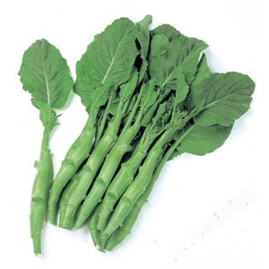 Brocoli chinois traditionnel Kailaan - Un gramme de savoureux ! Asiatique ! Frais ! Verts ! Chou frisé chinois !