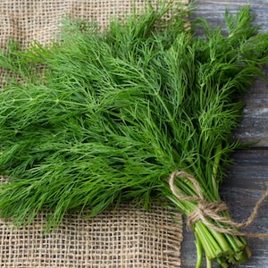 Bouquet Dill seeds - Delicious ! Healthy ! Fresh ! Herb ! Gourmet ! Half Gram !
