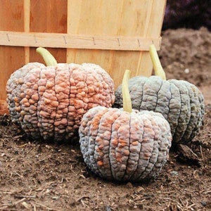 Peut inclure: Trois courges bosselées et texturées dans des tons de gris, brun et rose. Les courges sont posées sur un lit de terre brune.