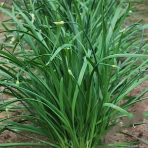 Heirloom Chinese Flowering Leek seeds - Half gram ! Asian ! Tasty ! Herbs ! Fresh ! 150+ seeds
