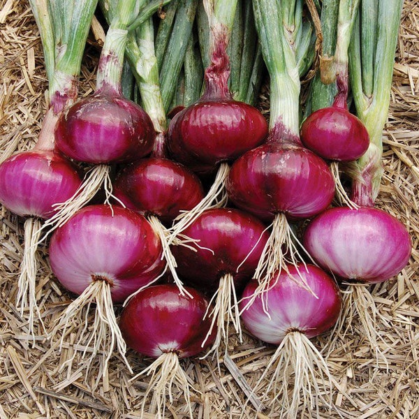 Heirloom Red Burgundy onion seeds - Sweet ! Grown/Harvested in USA !! Short day !