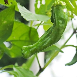 10 Shishito pepper seeds - Grown/Harvested in USA ! Specialty ! Blistered peppers ! Tasty ! Asian !