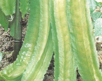 10 Heirloom Winged bean seeds - Asian ! Specialty ! Fresh ! Tasty ! USA !!