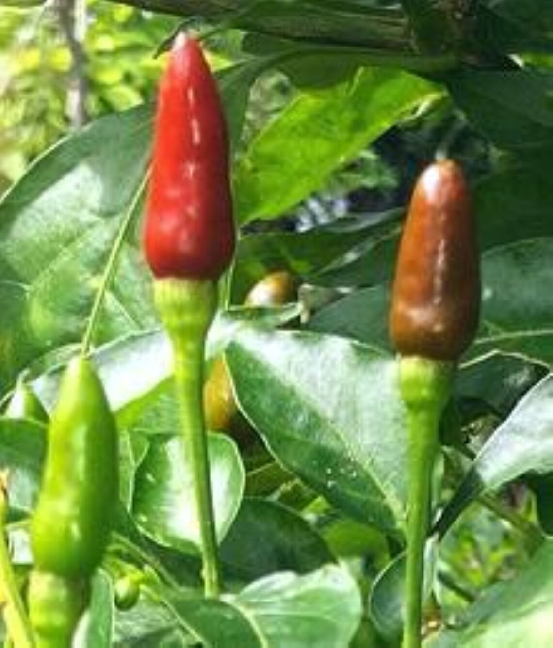 10 Premium Filipino Labuyo pepper seeds Hot/Spicy Etsy