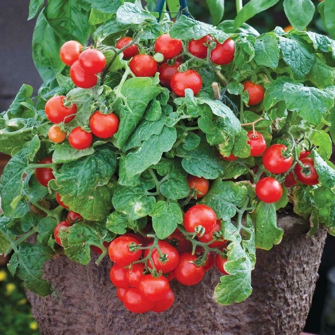 20 Tiny Tim Cherry Tomato Seeds Sweet, Juicy Grown and Harvested in USA