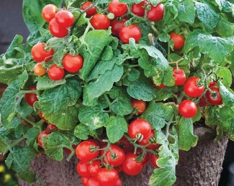 20 Tiny Tim Cherry tomato seeds - Sweet, Juicy !! Grown and Harvested in USA