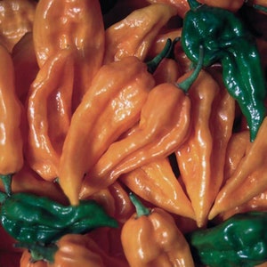 10 Fatalii pepper seeds - Hot pepper - Grown/Harvested in USA !