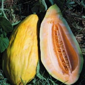 10 Heirloom Banana Melon seed - Free US Ship - Sweet/Juicy - Grown/Harvested in USA !!