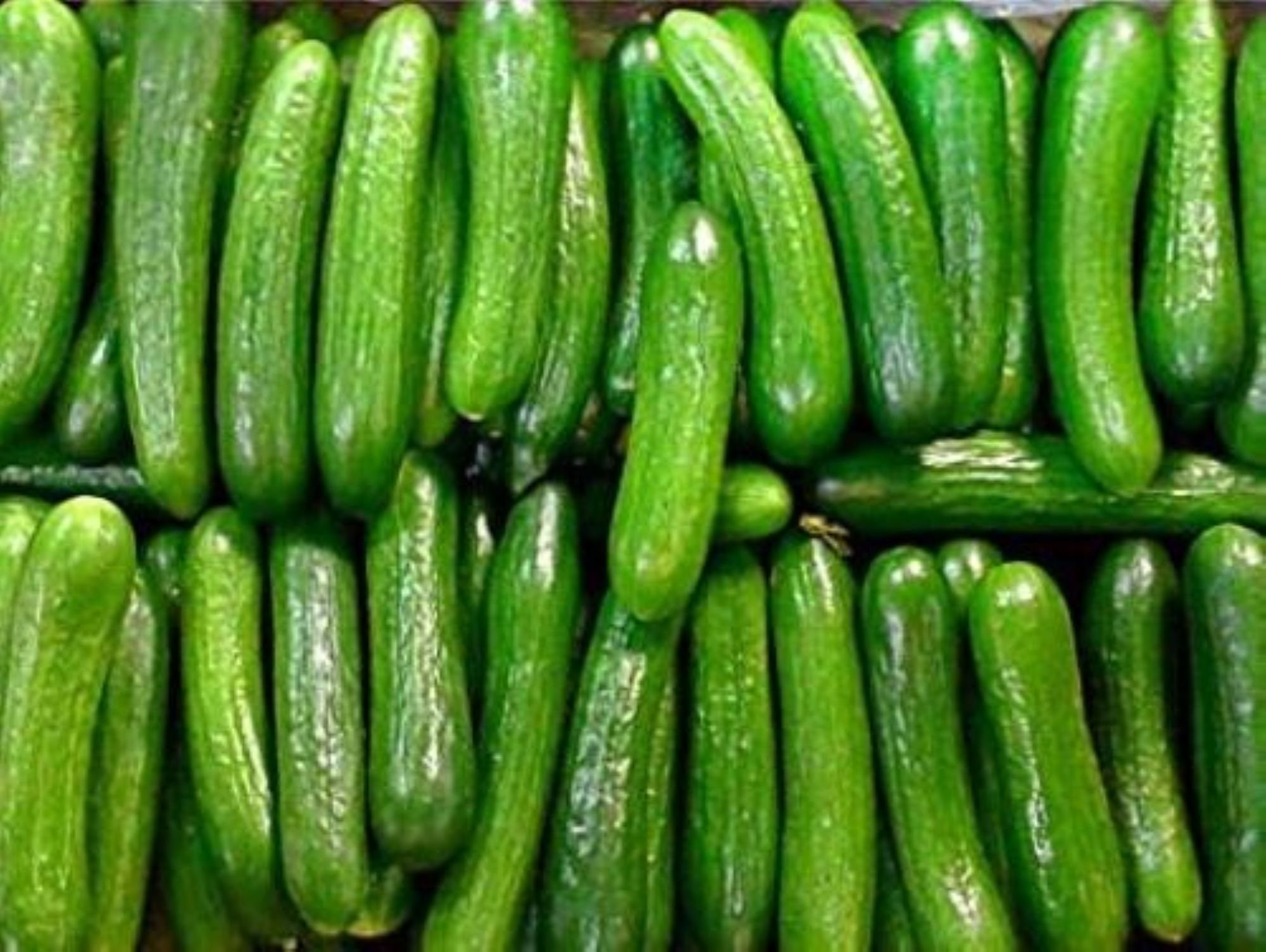 10 Heirloom Persian Cucumber Seeds Fresh Seeds Grown and Etsy UK