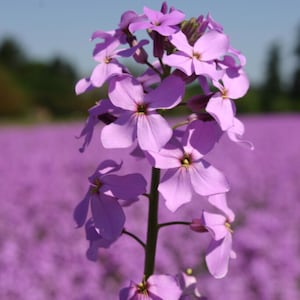 Dame's Rocket - Violeta - Semillas de flores de primera calidad - ¡Hermosas! Cultivadas y cosechadas en EE. UU.