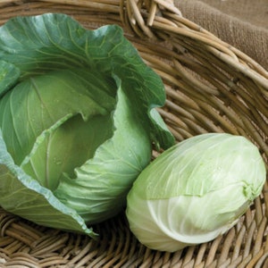 Tendersweet green cabbage seeds - Grown in USA ! 2024 ! Healthy ! Delicious !